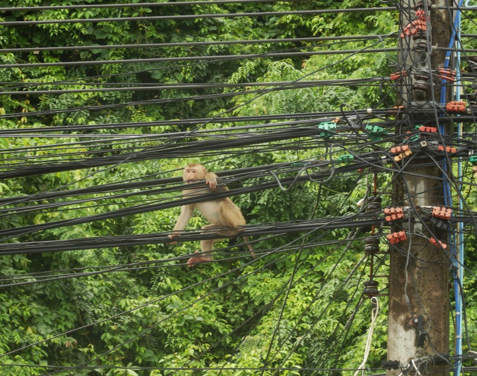 Aquí había una imagen de un mono subido en los cables de la luz